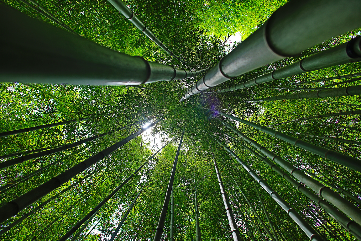 Bamboo Forest in Korea